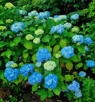 Buchards Garden (3)