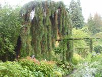 Butchard Gardens