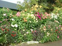 Butchard Gardens
