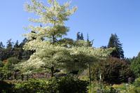 Butchart Garden