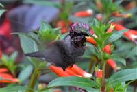 Butchart Gardens 6