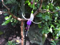 Butchart Gardens