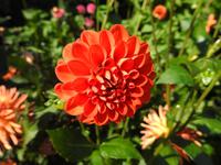 Butchart Gardens