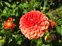 Butchart Gardens