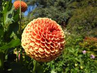 Butchart Gardens