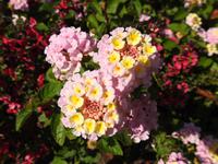Butchart Gardens