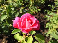 Butchart Gardens