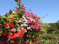 Butchart Gardens