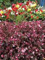 Butchart Gardens