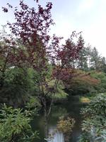 Butchart Gardens