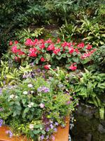 Butchart Gardens