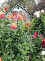 Butchart Gardens