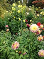 Butchart Gardens