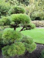 Butchart Gardens