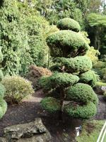 Butchart Gardens