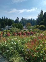 Butchart Gardens