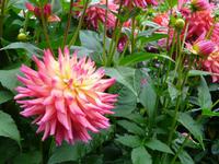 Butchart Gardens