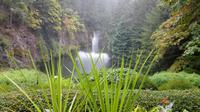 Butchers Garden