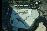 CN Tower (2)
