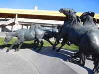 Calgary Stampede