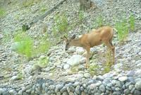 Canadian Wildlife am Wegesrand