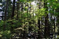 Capilano Suspension Bridge Park 6