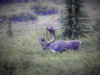 Caribou