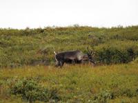 Caribou