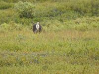 Caribou