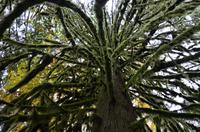 Cathedral Grove 3