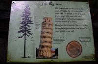 Cathedral Grove 6