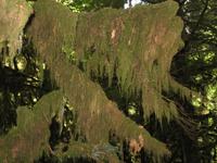 Cathedral Grove