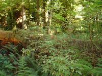 Cathedral Grove