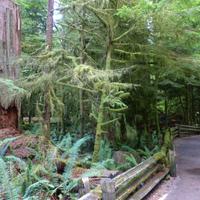 Cathedral Trail