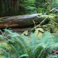 Cathedral Trail