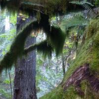 Cathedral Trail