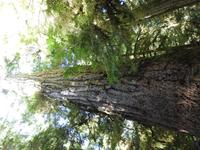 Cathedrale Grove