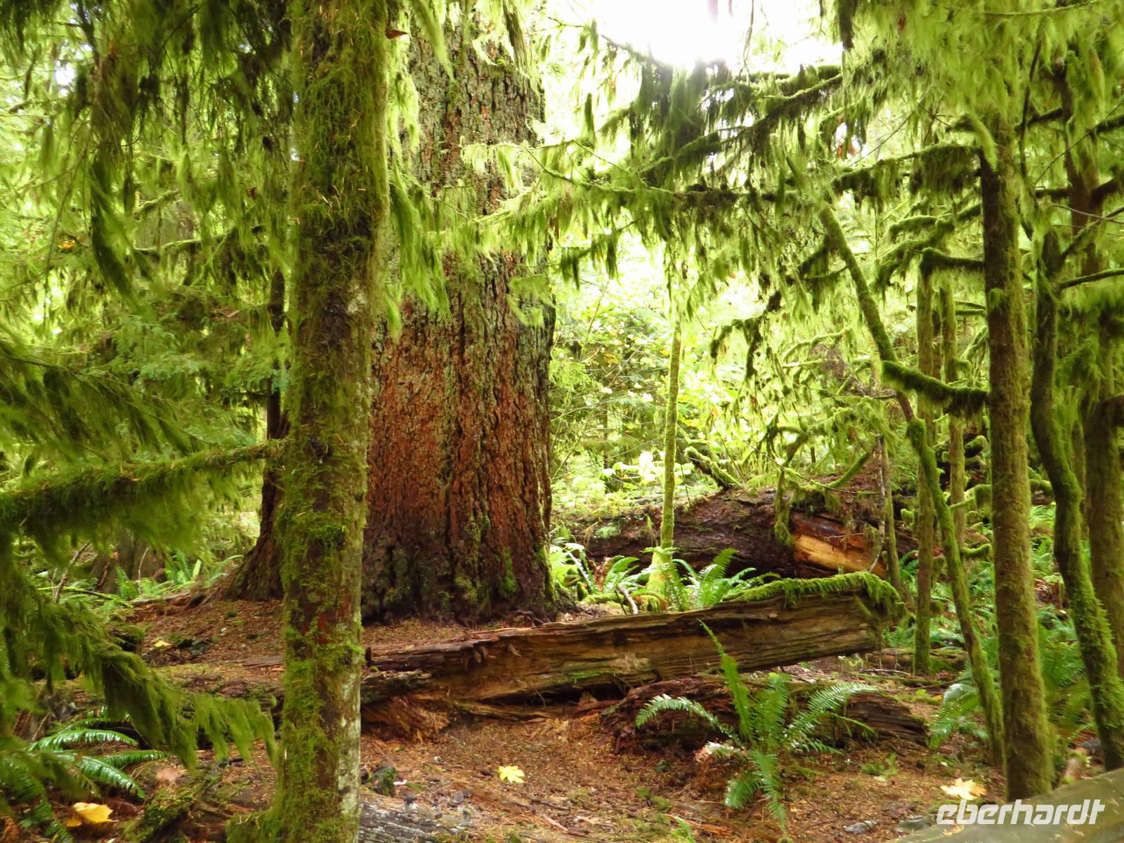 Cathedrale Trail