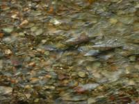 Chum beim Laichen