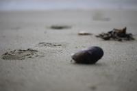 Combers Beach im Pacific Rim Nationalpark