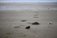 Combers Beach im Pacific Rim Nationalpark