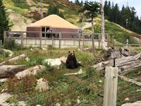 Coola der Grizzly 