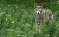 Coyote im Omega Park
