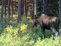 DAS  MOOSE  