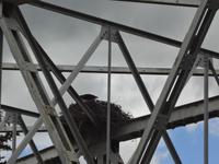 Der Seeadler nistet