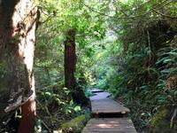 Der Weg im Urwald