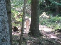 Der Wolf zeigt sich