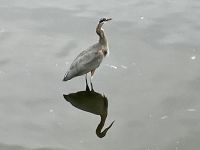 Der blau Heer im Hafen