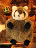 Dicker Waschbär