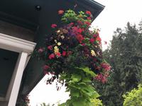Die Blumenampel